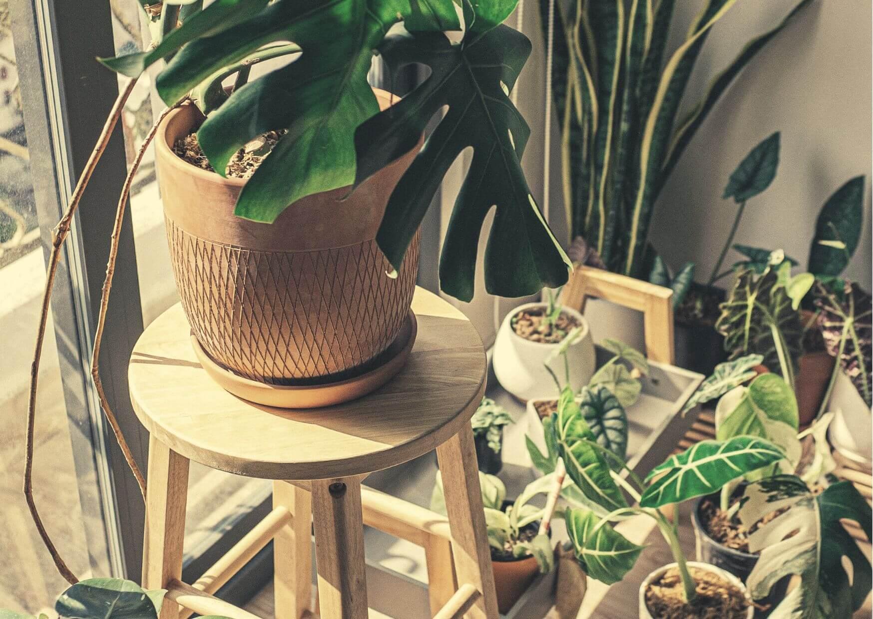 Diese Zimmerpflanzen können Dir helfen, Stress abzubauen und besser zu schlafen - Ellenity